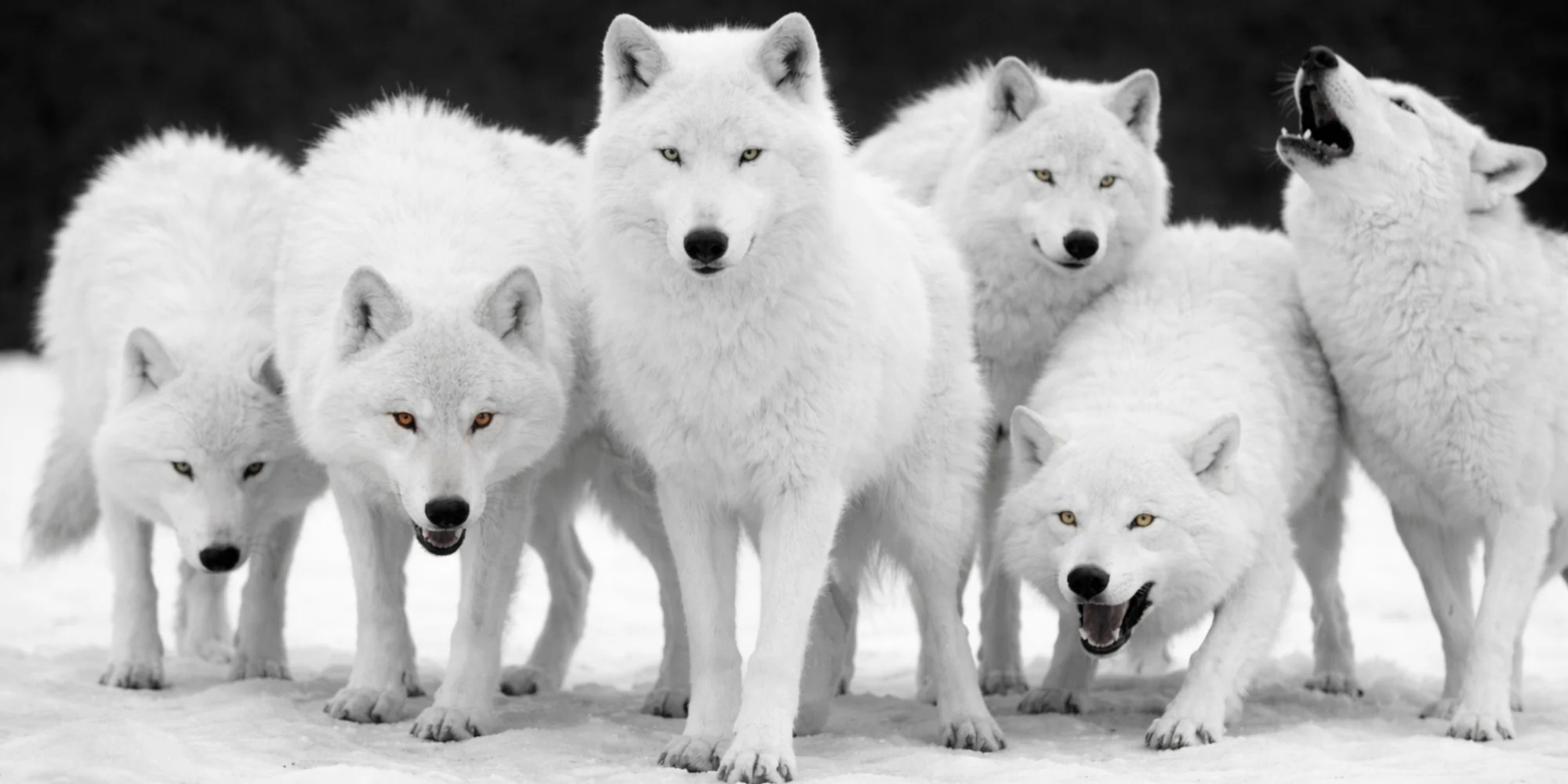 Meute de loups blancs